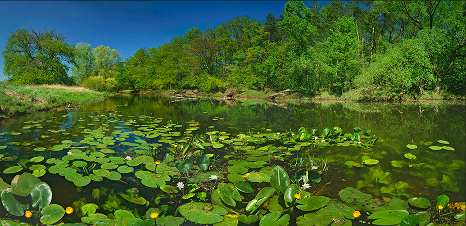 Pond with water lilies, frogs, and little dragonflies, Rogalin, Poland